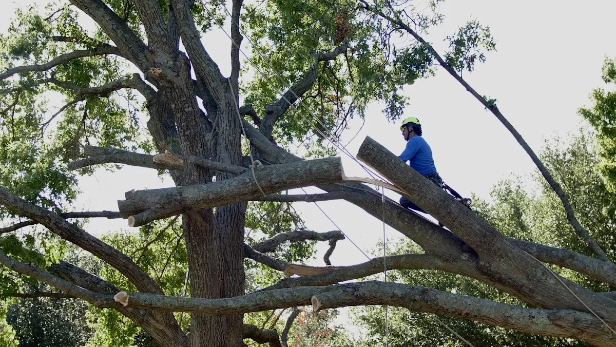 Professional Hazardous Tree Removal performed by certified arborists in Bozeman